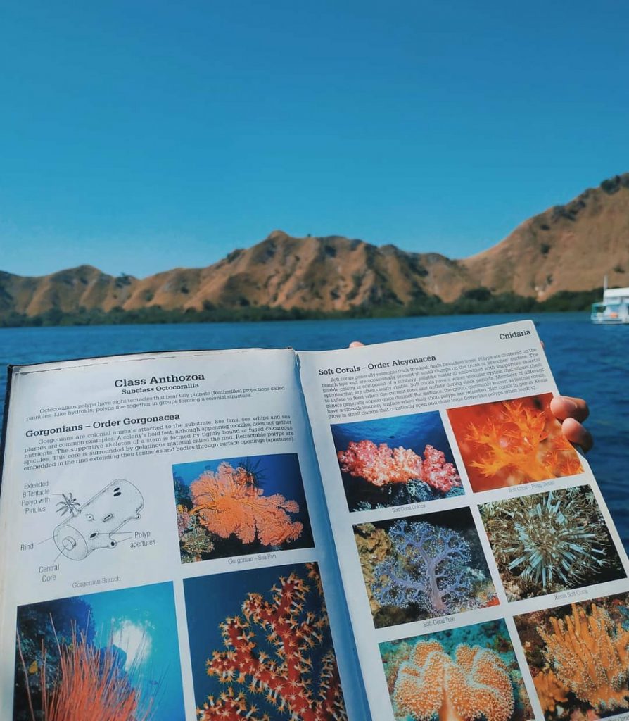 Komodo Diving Liveaboard Guide for Awesome Trip 