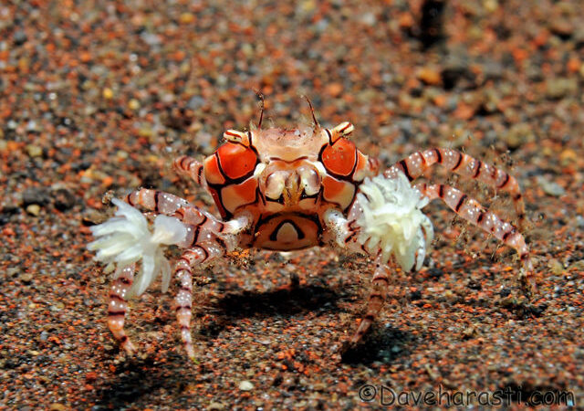 boxer crab