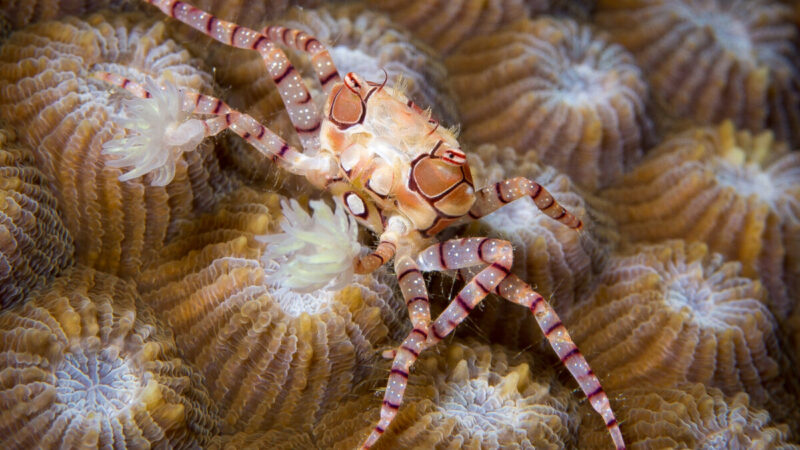 boxer crab libya